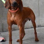 Adoptable (Official) Georgia Dogs for February 27, 2019