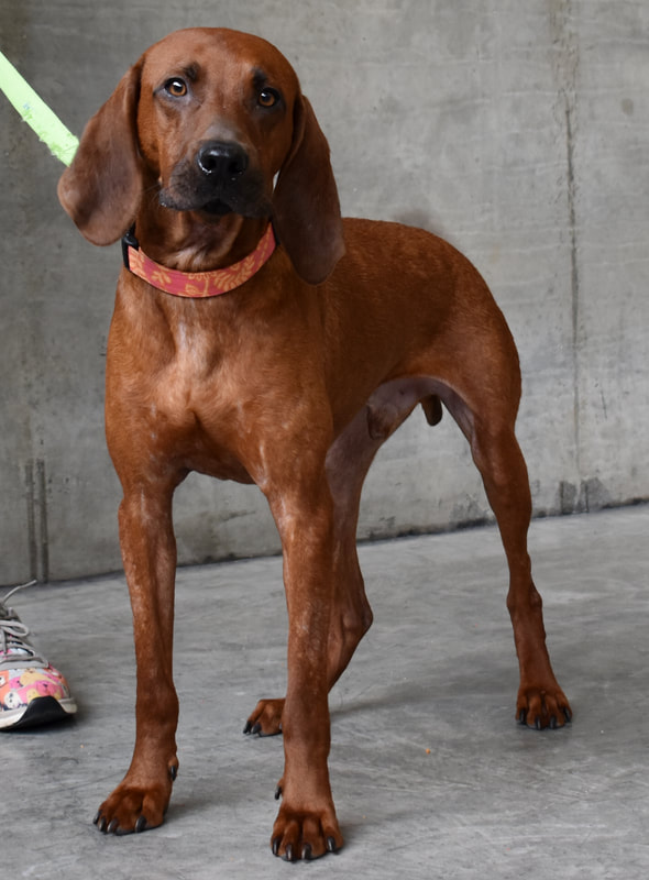 Jail Dog Copper