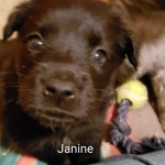 Adoptable (Official) Georgia Dogs for February 21, 2019