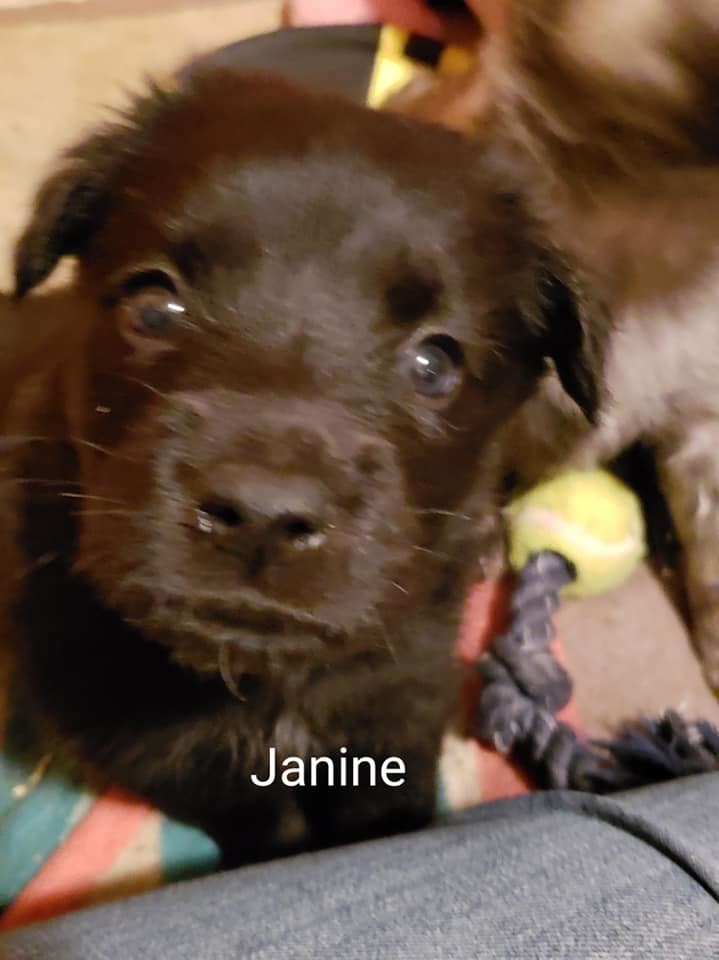 Janine Mutt Maddness