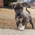 Adoptable (Official) Georgia Dogs for February 28, 2019