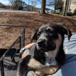 Adoptable (Official) Georgia Dogs for February 11, 2019