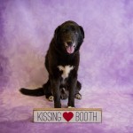 Adoptable (Official) Georgia Dogs for February 13, 2019