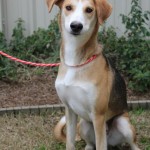 Adoptable (Official) Georgia Dogs for February 19, 2019
