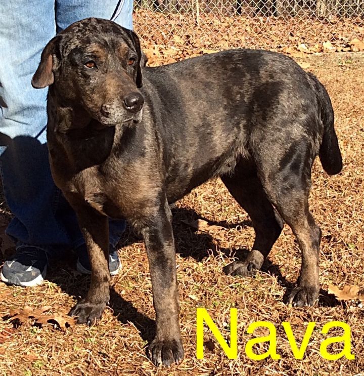 Nava Dahlonega