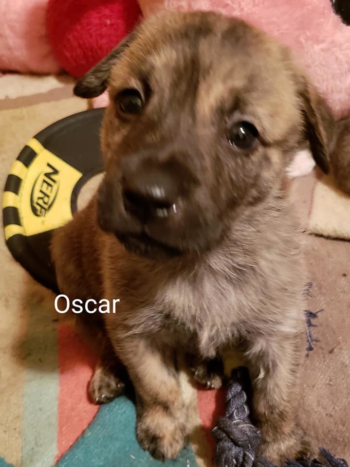 Oscar Mutt Maddness