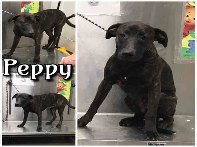 Peppy Macon