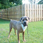 Adoptable (Official) Georgia Dogs for February 18, 2019