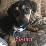 Adoptable (Official) Georgia Dogs for February 8, 2019