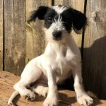 Adoptable (Official) Georgia Dogs for February 25, 2019