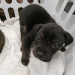 Adoptable (Official) Georgia Dogs for February 5, 2019
