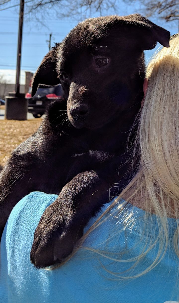Velcro Mutt Madness