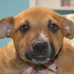 Adoptable (Official) Georgia Dogs for March 25, 2019