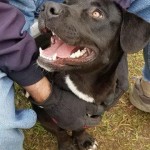 Adoptable (Official) Georgia Dogs for March 29, 2019