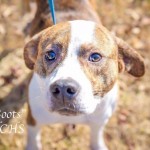Adoptable (Official) Georgia Dogs for March 8, 2019