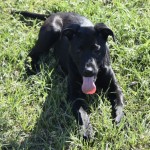 Adoptable (Official) Georgia Dogs for March 11, 2019