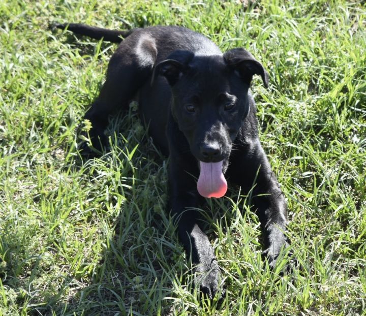 Charlie Valdosta