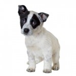 Adoptable (Official) Georgia Dogs for March 22, 2019