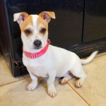 Adoptable (Official) Georgia Dogs for March 4, 2019