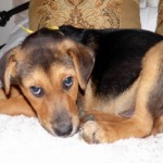 Adoptable (Official) Georgia Dogs for March 13, 2019