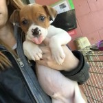 Adoptable (Official) Georgia Dogs for March 18, 2019