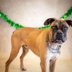 Adoptable (Official) Georgia Dogs for March 19, 2019