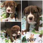Adoptable (Official) Georgia Dogs for March 28, 2019