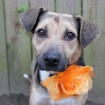 Adoptable (Official) Georgia Dogs for March 20, 2019