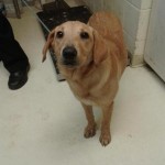 Adoptable (Official) Georgia Dogs for March 1, 2019