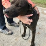 Adoptable (Official) Georgia Dogs for March 21, 2019