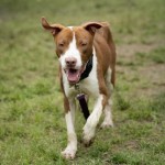 Adoptable (Official) Georgia Dogs for March 27, 2019