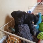 Adoptable (Official) Georgia Dogs for March 7, 2019