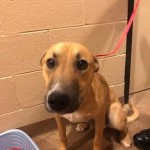 Adoptable (Official) Georgia Dogs for March 12, 2019