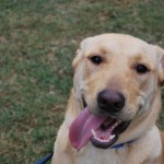 Adoptable (Official) Georgia Dogs for March 5, 2019