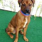 Adoptable (Official) Georgia Dogs for March 26, 2019