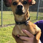 Adoptable (Official) Georgia Dogs for March 6, 2019