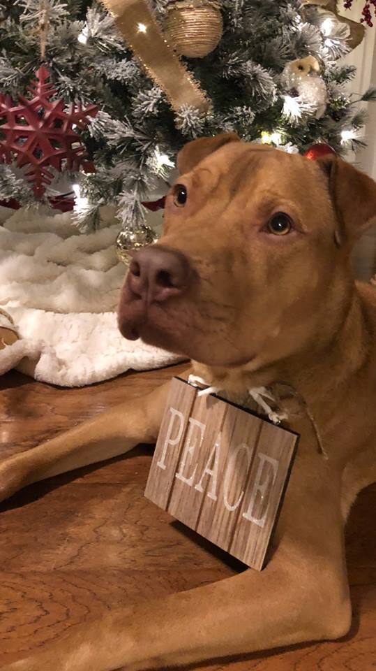 Buster Furever