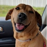 Adoptable (Official) Georgia Dogs for April 26, 2019