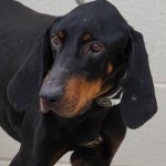 Adoptable (Official) Georgia Dogs for April 8, 2019