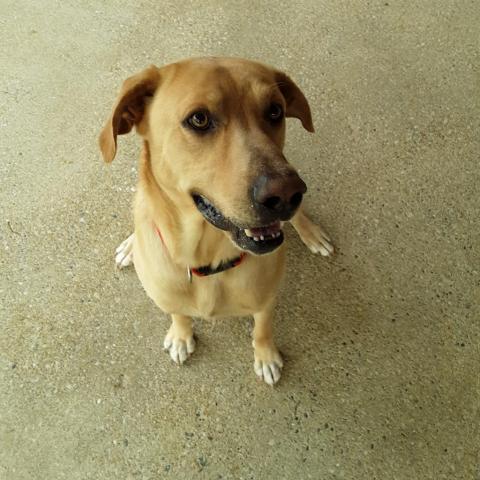 Colby PAWS