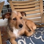 Adoptable (Official) Georgia Dogs for April 5, 2019