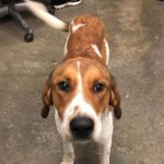 Adoptable (Official) Georgia Dogs for April 30, 2019