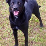 Adoptable (Official) Georgia Dogs for April 17, 2019