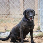 Adoptable (Official) Georgia Dogs for April 25, 2019