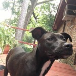 Adoptable (Official) Georgia Dogs for April 12, 2019