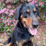 Adoptable (Official) Georgia Dogs for April 4, 2019