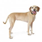 Adoptable (Official) Georgia Dogs for April 18, 2019