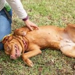 Adoptable (Official) Georgia Dogs for April 16, 2019