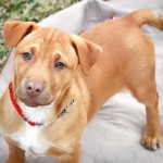 Adoptable (Official) Georgia Dogs for April 19, 2019