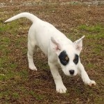 Adoptable (Official) Georgia Dogs for April 1, 2019